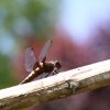 Libellule pas si déprimée. Au  jardin. LISE JALOUX